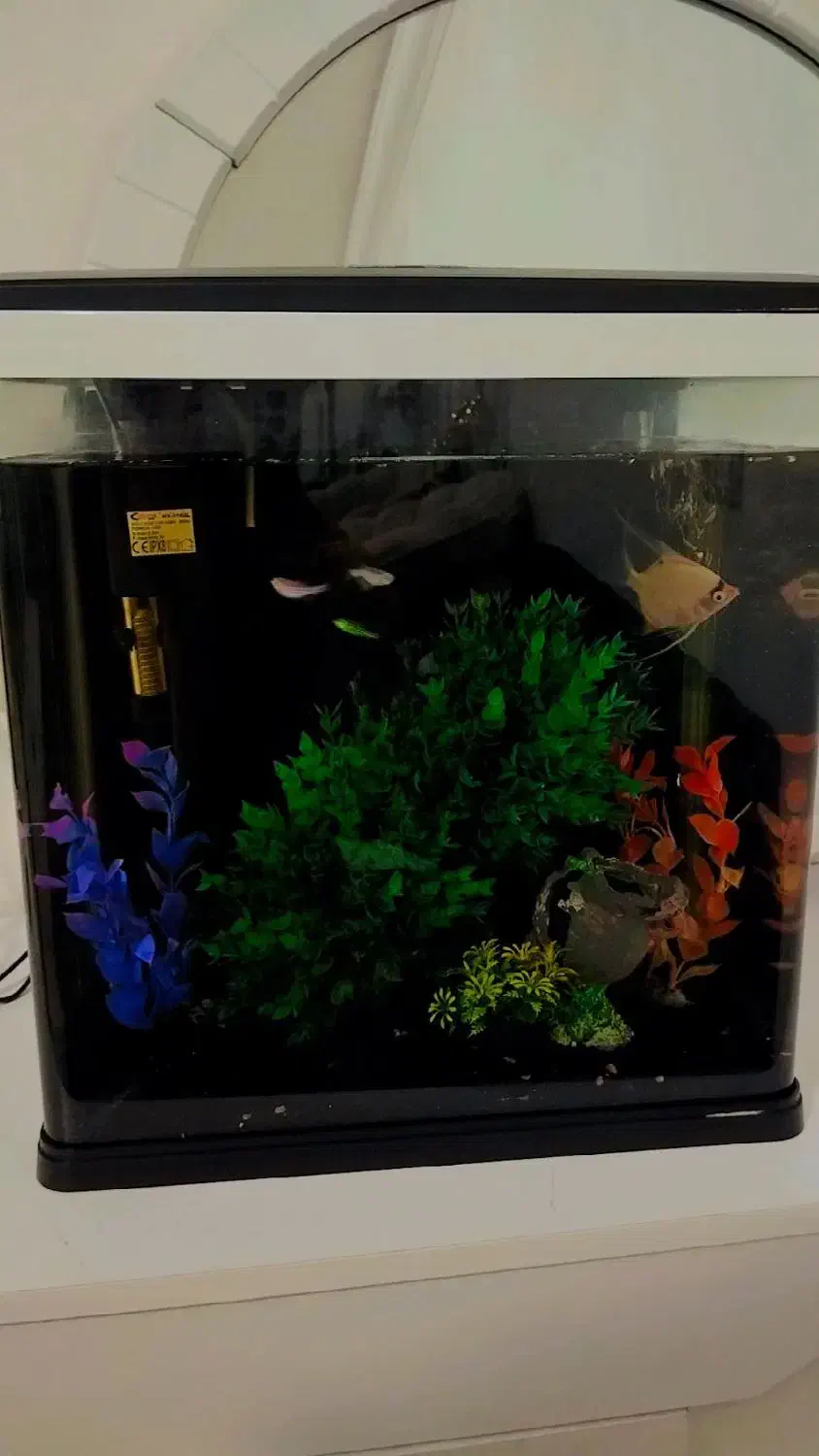 آکواریوم|ماهی|بم, |دیوار