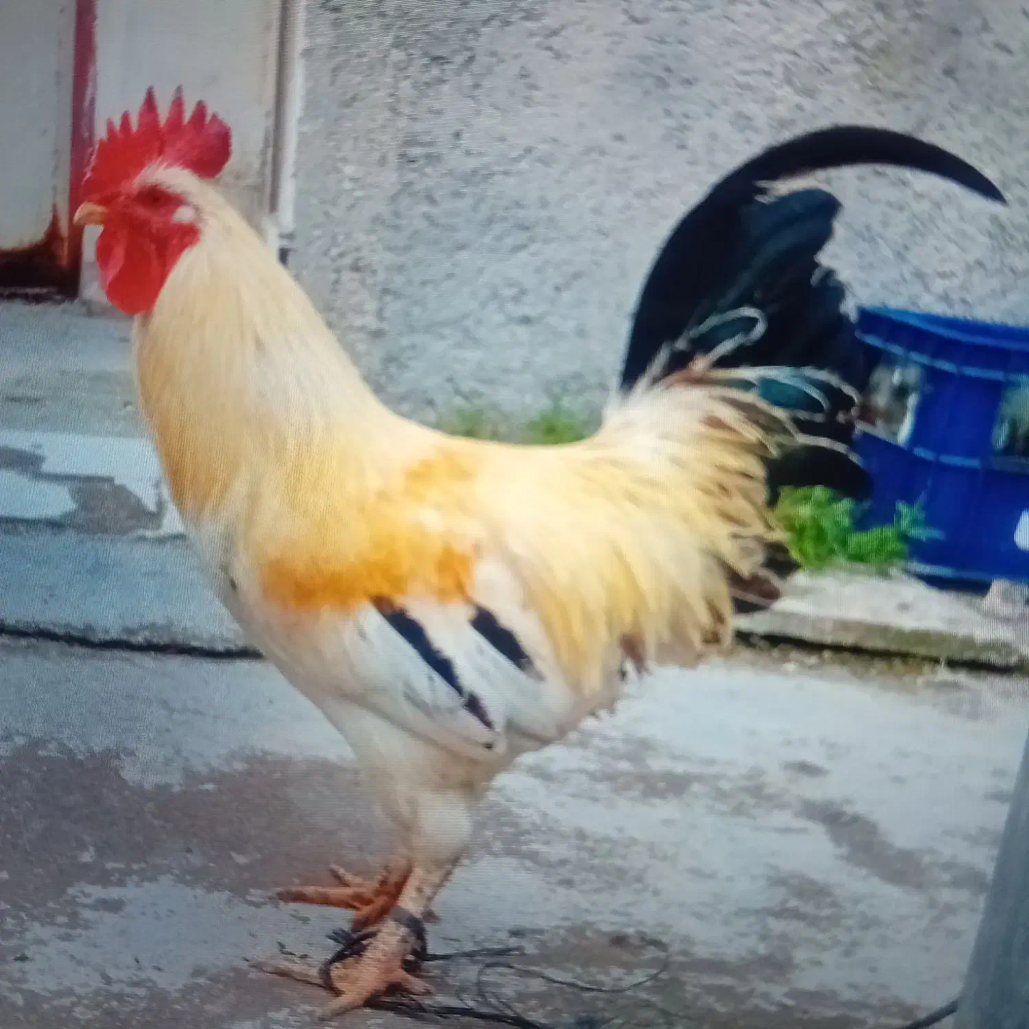 خروس|حیوانات مزرعه|سیجوال, |دیوار