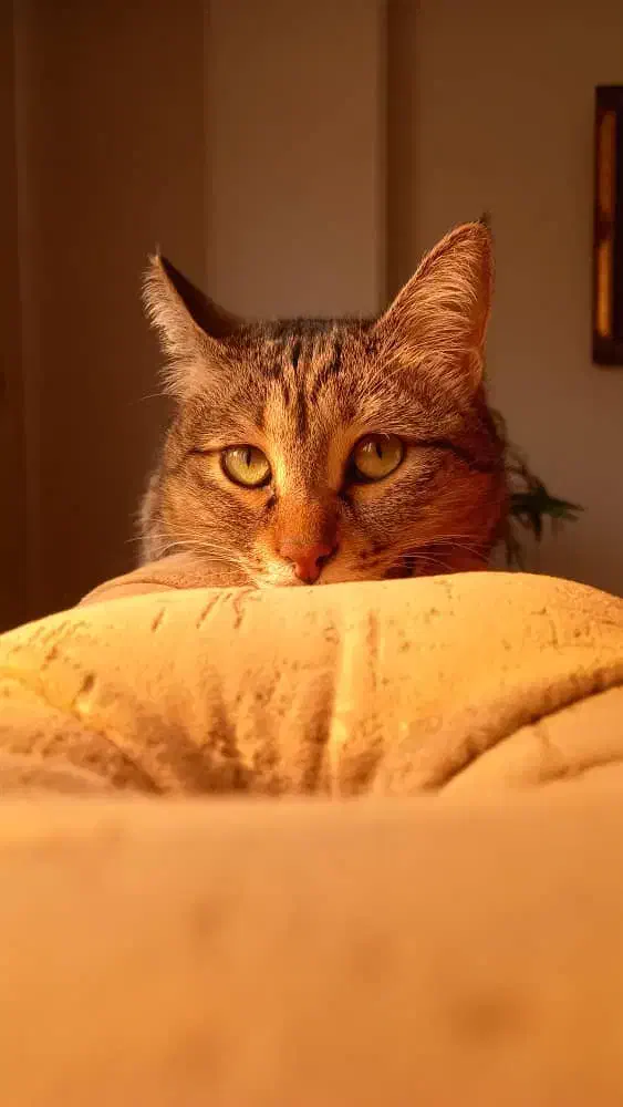 واگذاری  گربه ماده|گربه|آستانه اشرفیه, |دیوار