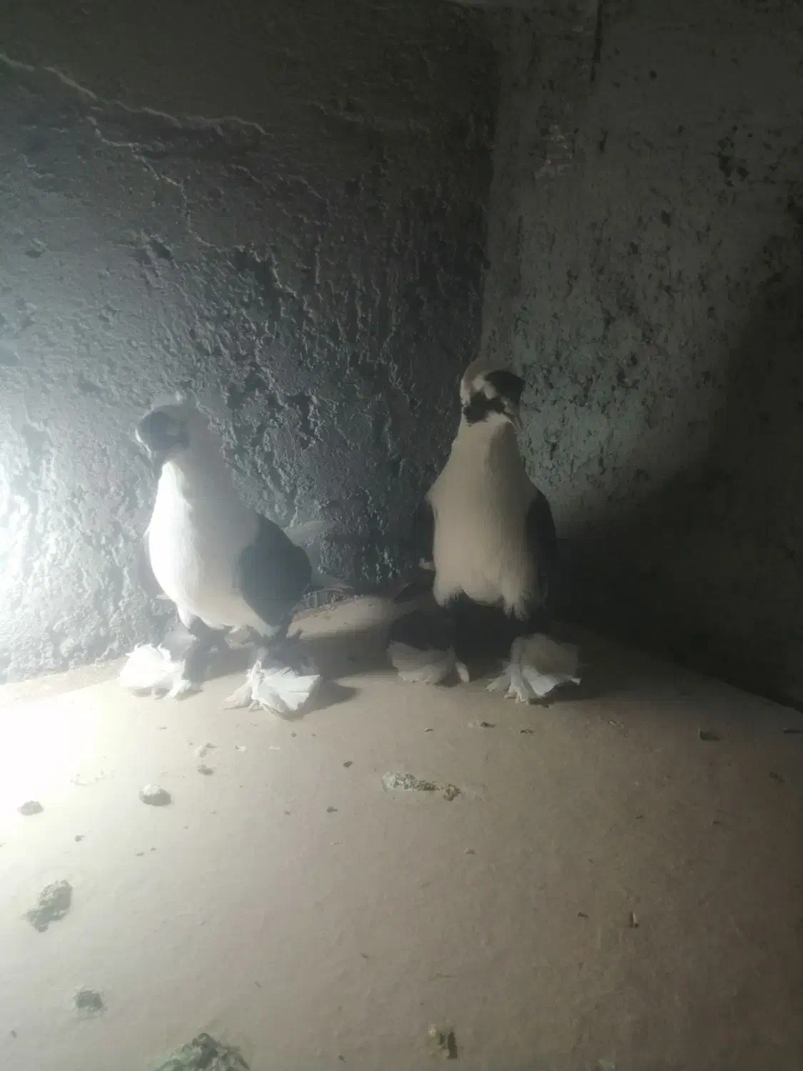 کبوترالوان|پرنده|تبریز, |دیوار