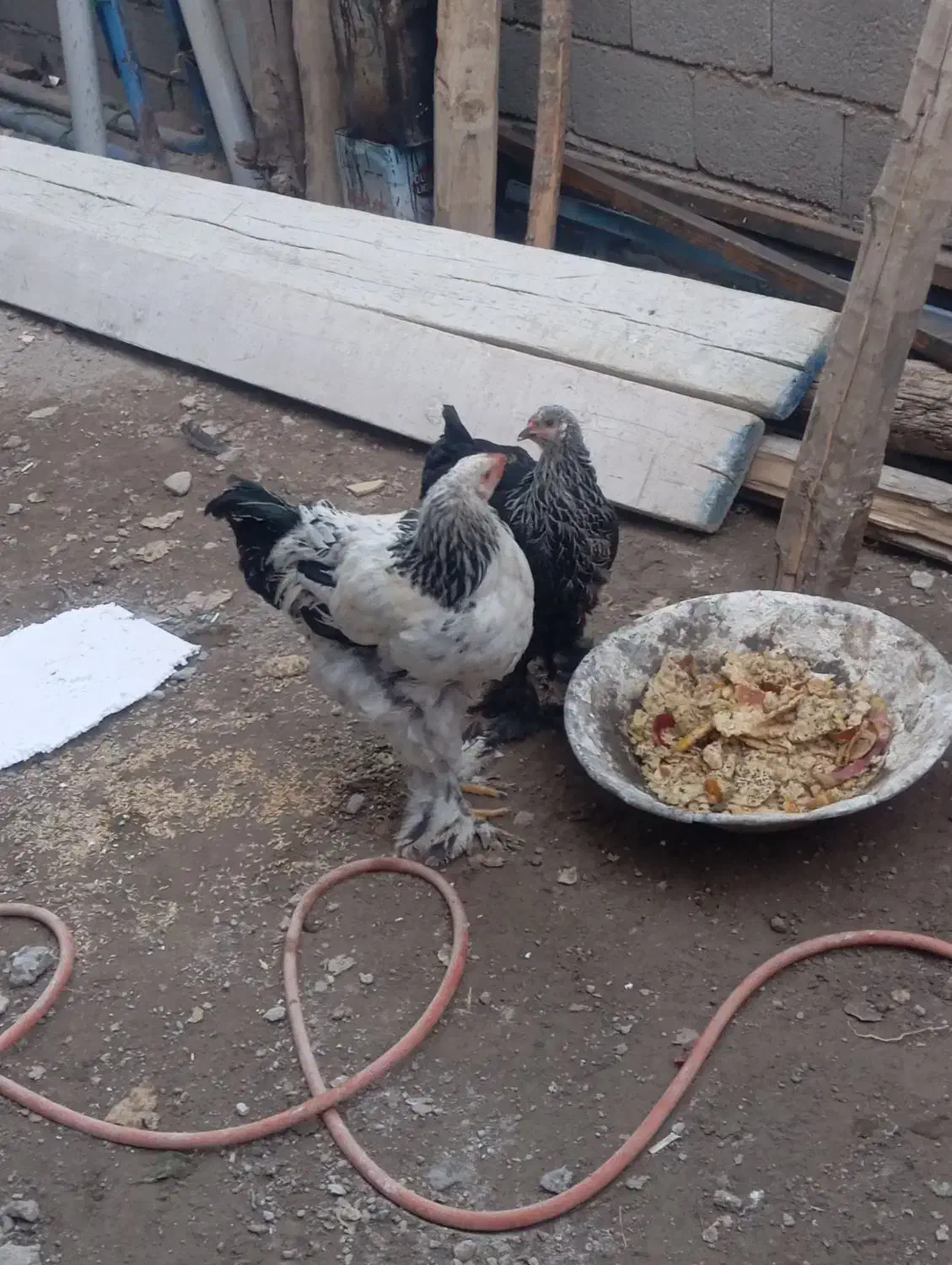 خروس و فریح برهما|حیوانات مزرعه|باسمنج, |دیوار