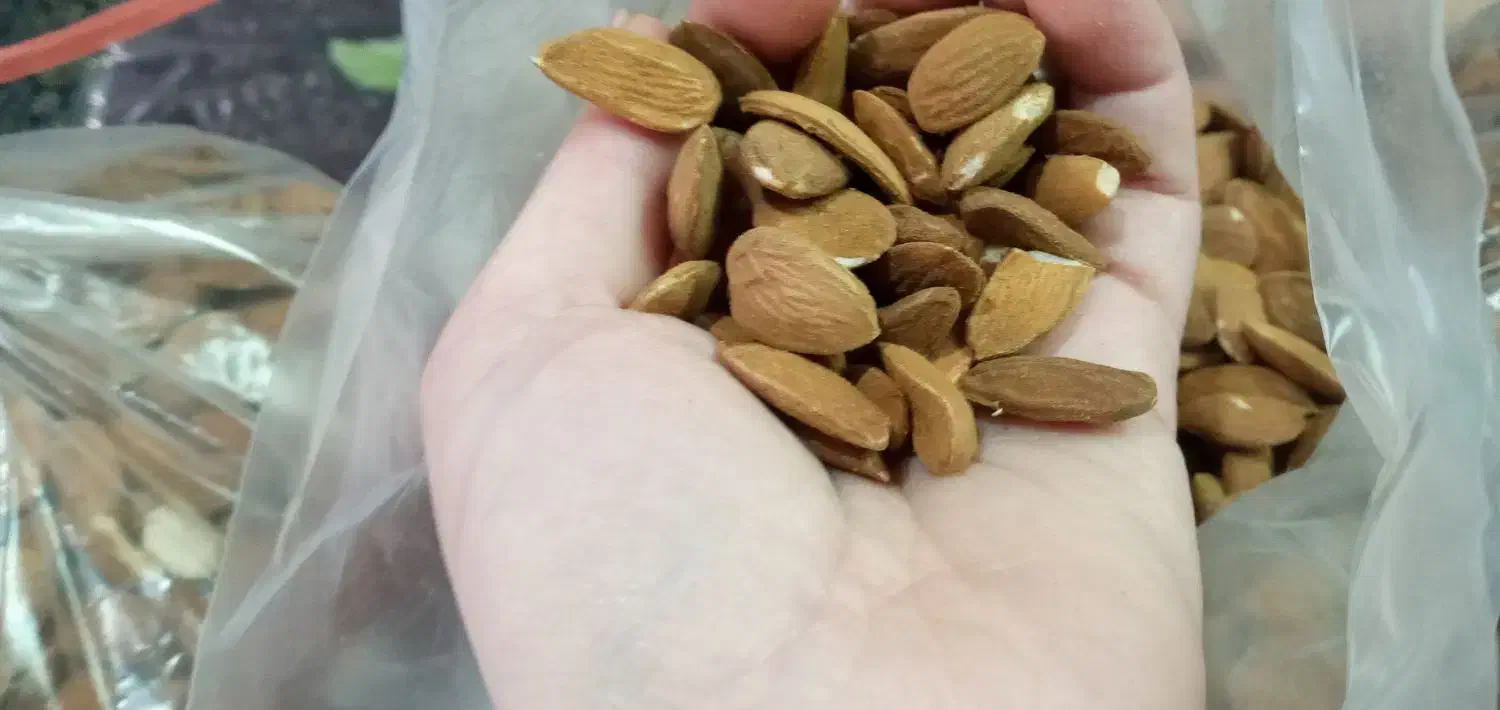 مغز کردن گردو بادام هسته فندق|حراج|ابهر, |دیوار