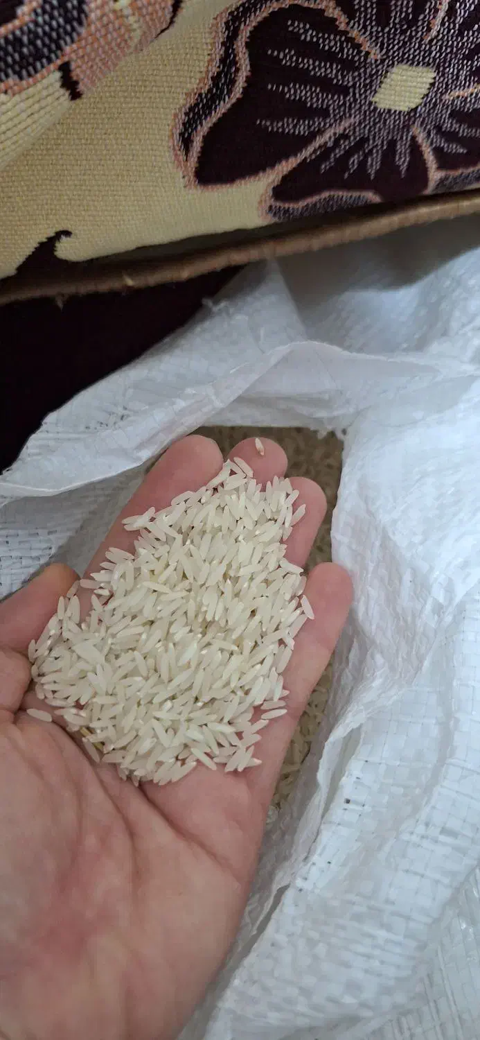 برنج هاشمی مغان|خوردنی و آشامیدنی|پارسآباد, |دیوار