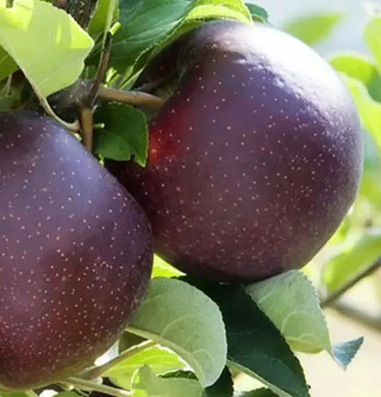 تولید و عرضه نهال سیب میراکل|خدمات باغبانی و درختکاری|خوسف, |دیوار