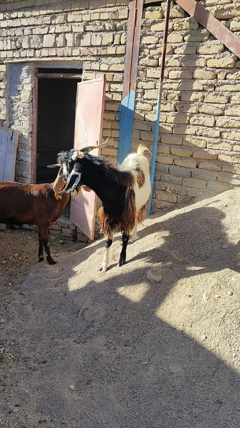 بز نر(نیری)|حیوانات مزرعه|آشخانه, |دیوار