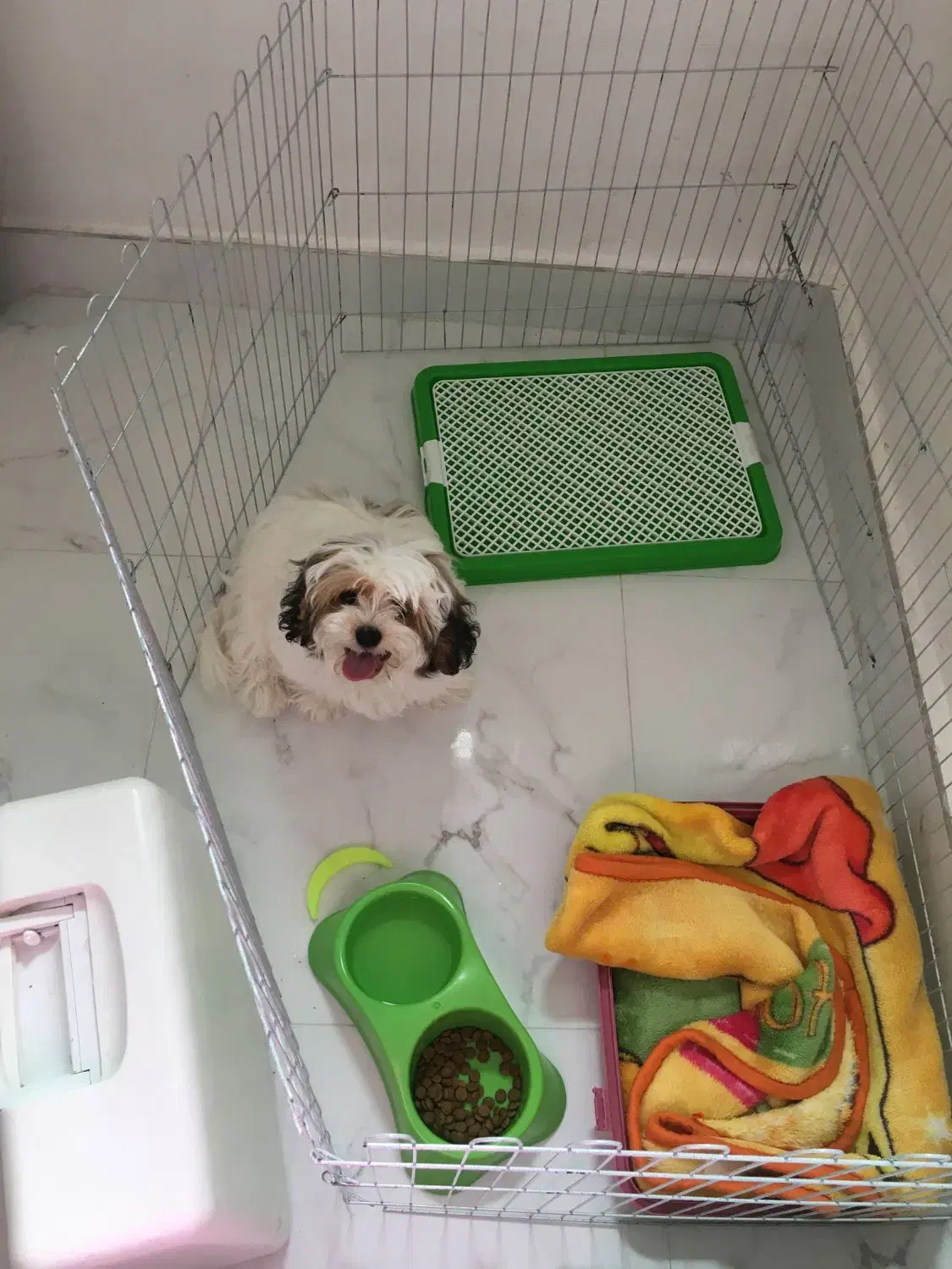 جفت شیتزو واگذاری|سگ|باسمنج, |دیوار