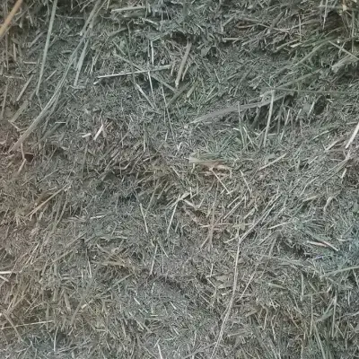 یونجه|خدمات باغبانی و درختکاری|سنقر, |دیوار