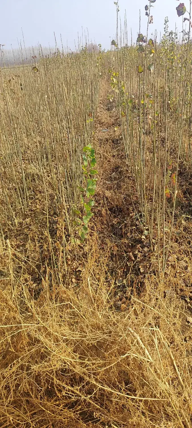 نهال صنوبر|گل و گیاه طبیعی|میاندوآب, |دیوار