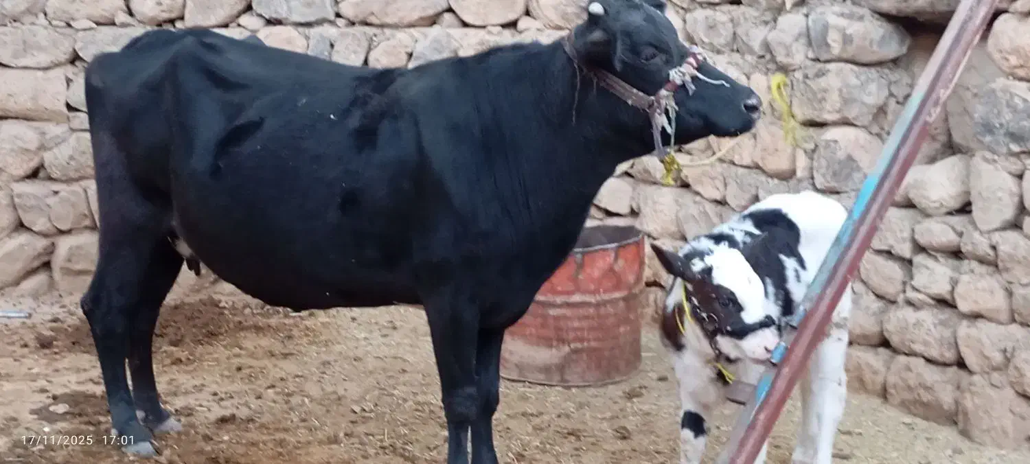 گاو همراه گوساله نر سیمینتال|حیوانات مزرعه|میانکوه, |دیوار