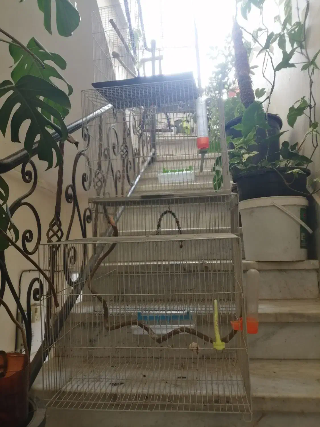 قفس پرنده|لوازم جانبی حیوانات|طرقبه, |دیوار