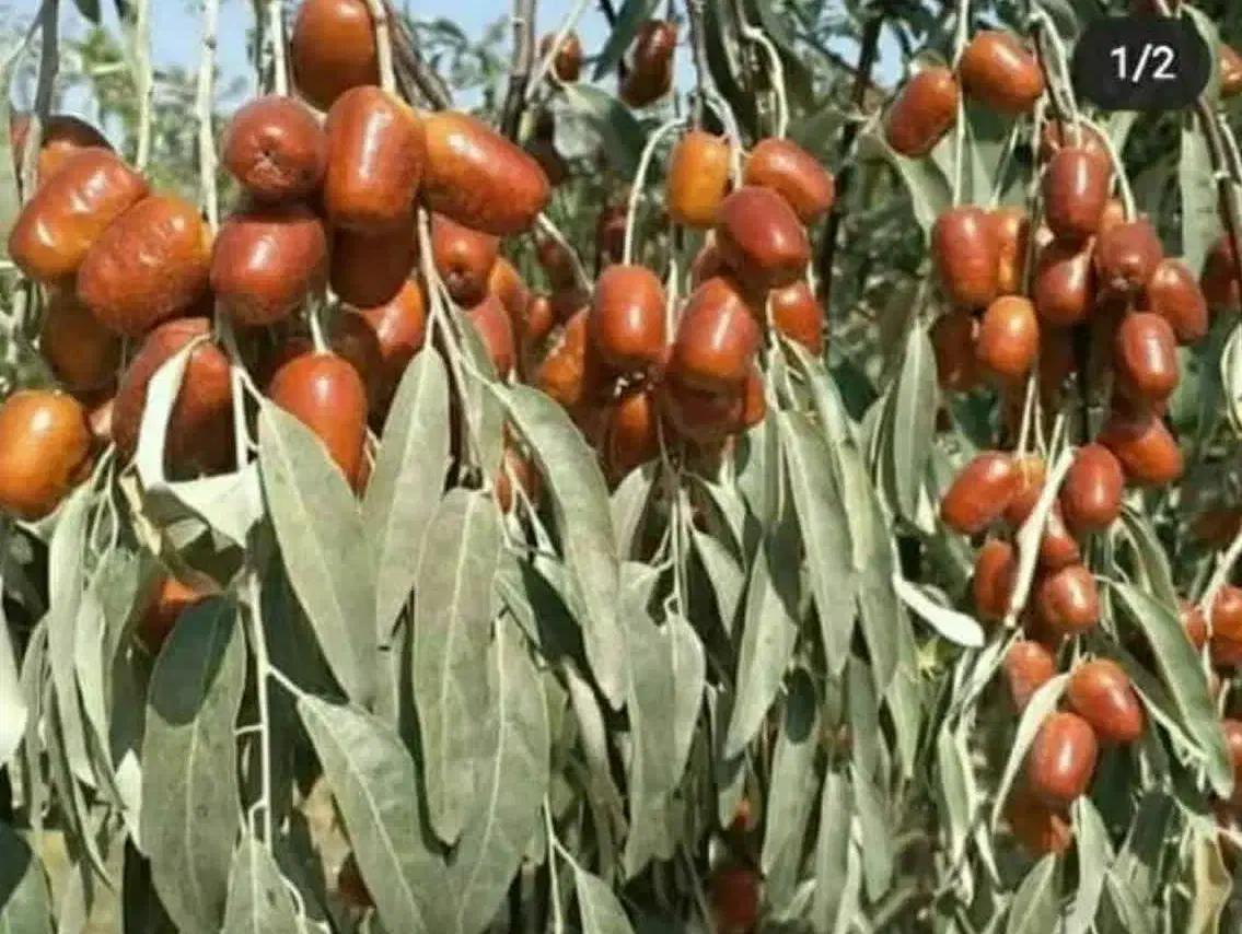 پیشفروش نهال سنجد حاج حسین|خدمات باغبانی و درختکاری|کیار, |دیوار