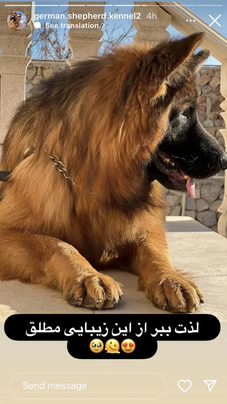 ژرمن شولاین|سگ|اصفهان, قهجاورستان|دیوار