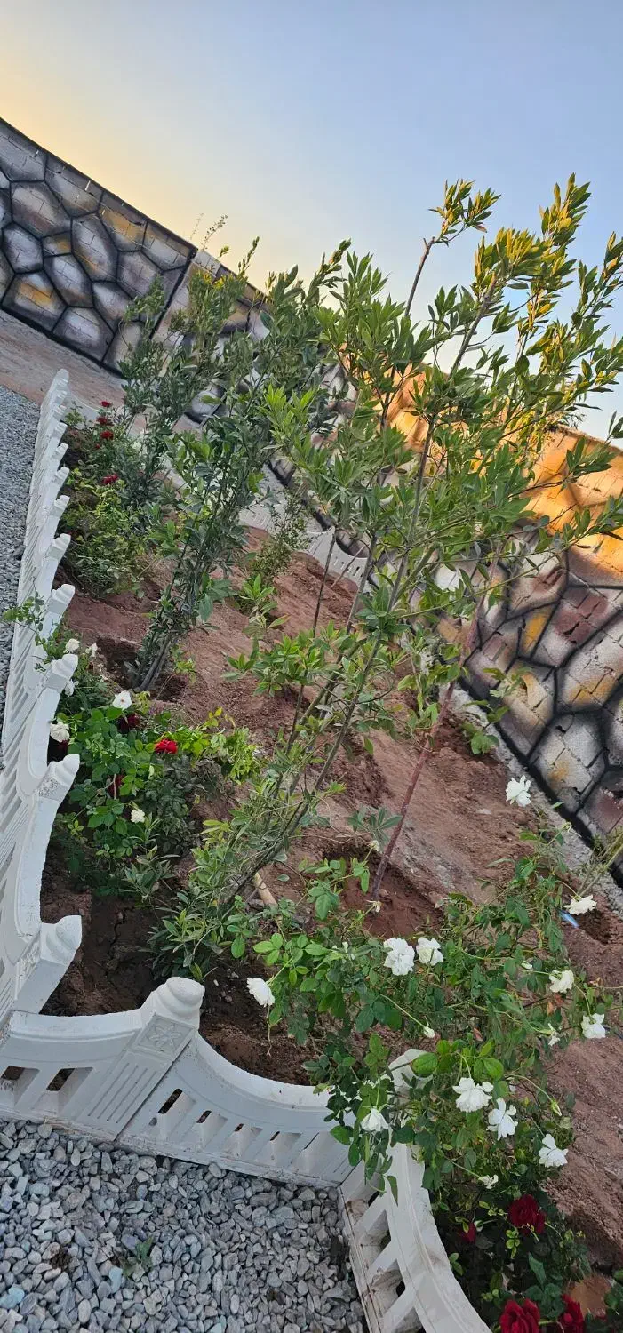 باغچه شسته رفته سنددار دارای آب و نگهبانی معاوضه|فروش زمین و ملک کلنگی|شهریار, اصیل آباد|دیوار