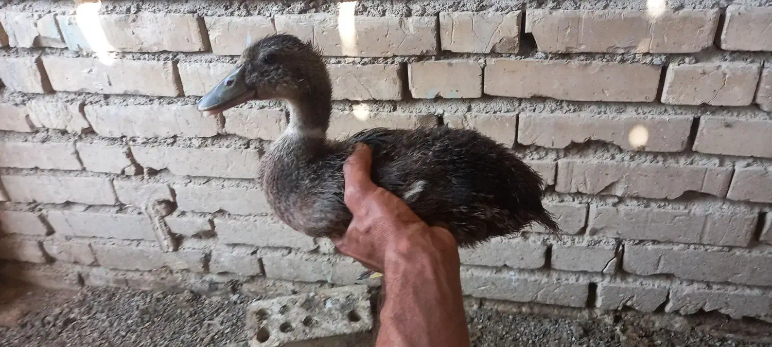 معاوضه اردک باغاز یا قوغاز|حیوانات مزرعه|کرخه, |دیوار