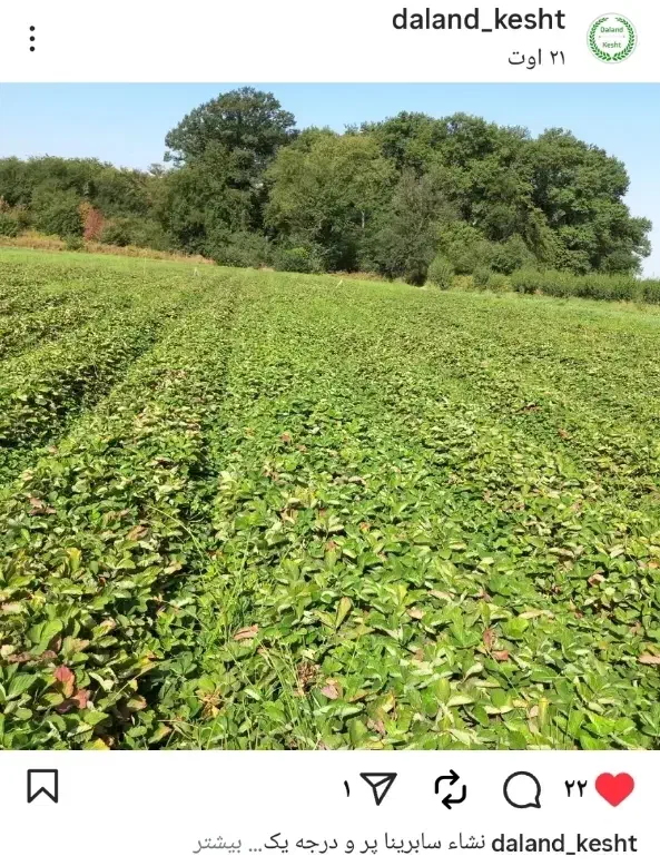 نشا دونه ای|گل و گیاه طبیعی|بهنمیر, |دیوار