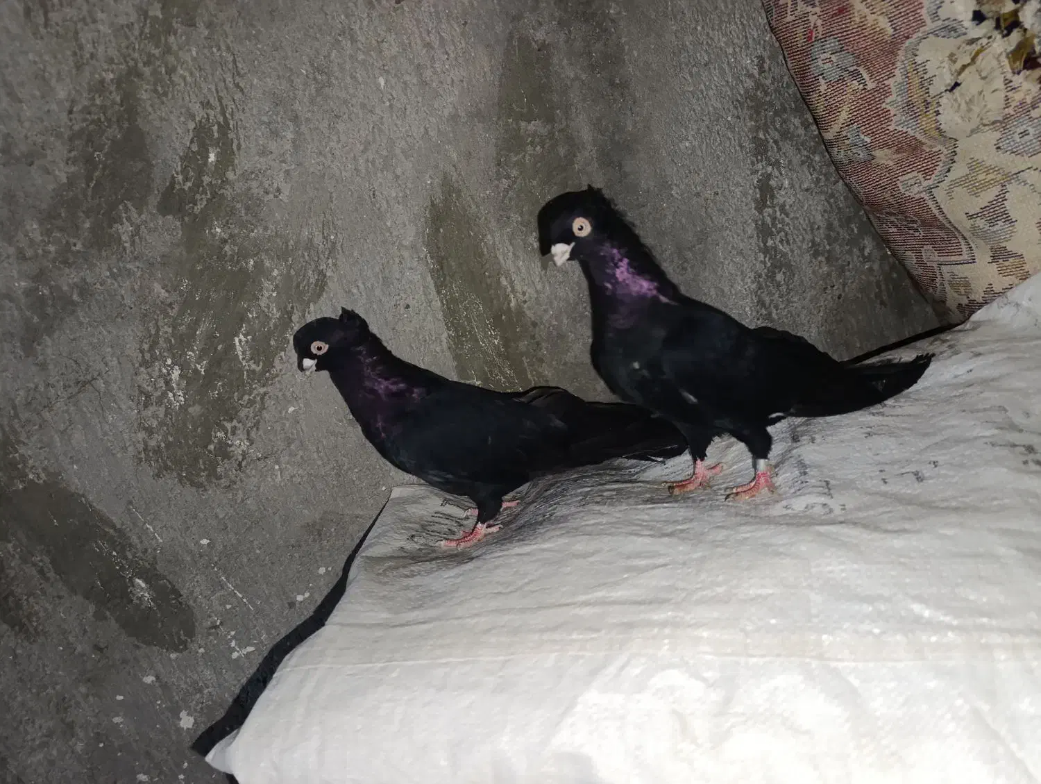 کبوتر صربستانی|پرنده|میاندوآب, |دیوار