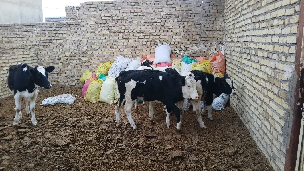 ۵راس گوساله ماده یک راس سمینتال ۴راس هولشتاین|حیوانات مزرعه|تاکستان, |دیوار
