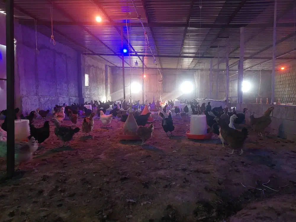 مرغ.محلی.زنده|حیوانات مزرعه|برازجان, |دیوار