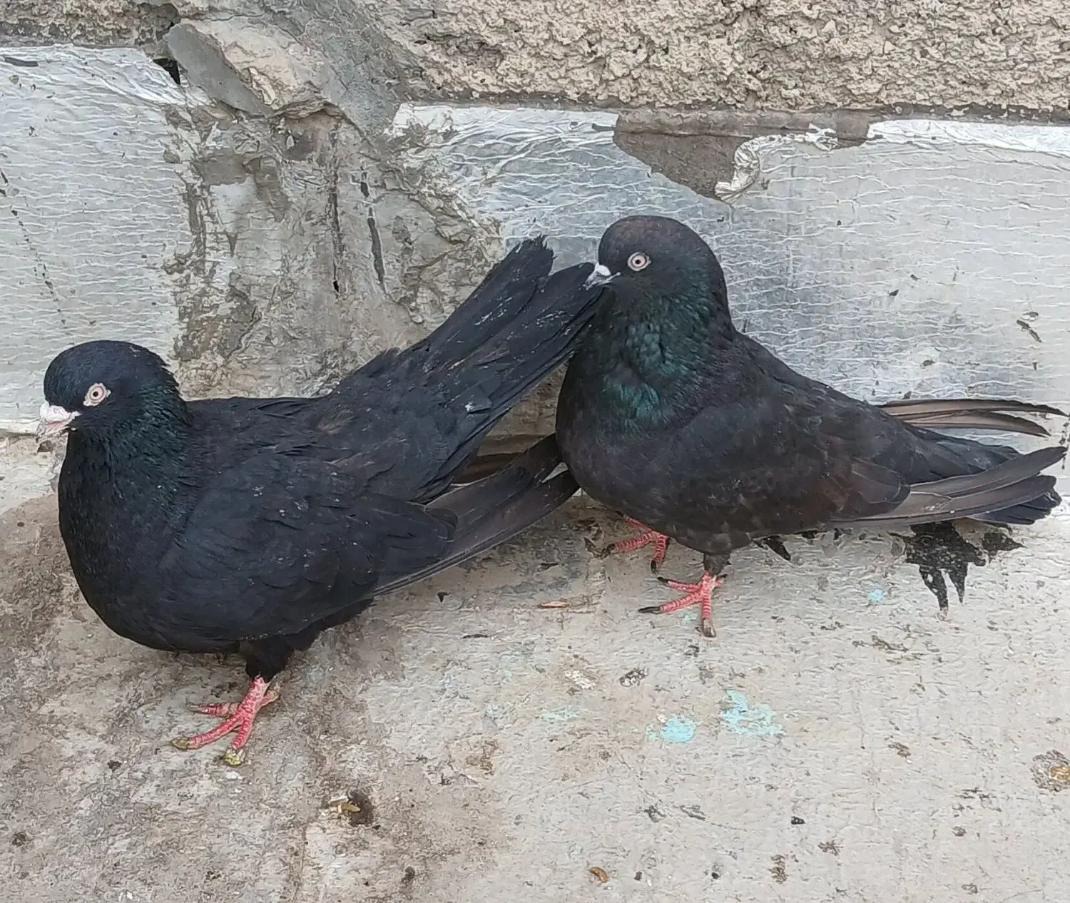 کفتر زینتی قدیمی|پرنده|محمدشهر, محمدشهر|دیوار