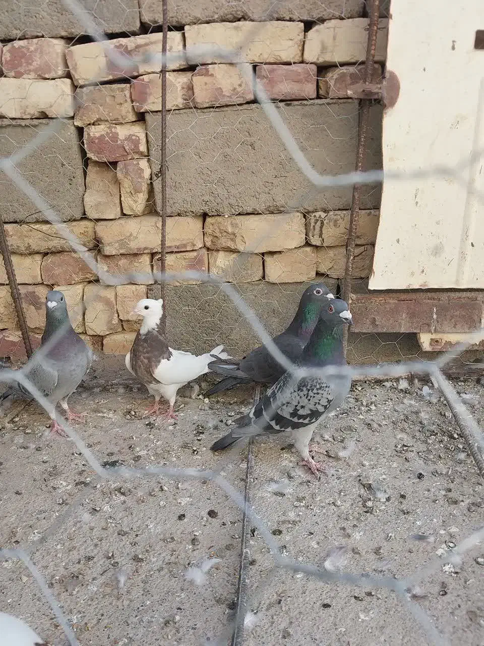 چند عدد پرنده|پرنده|هامون, |دیوار