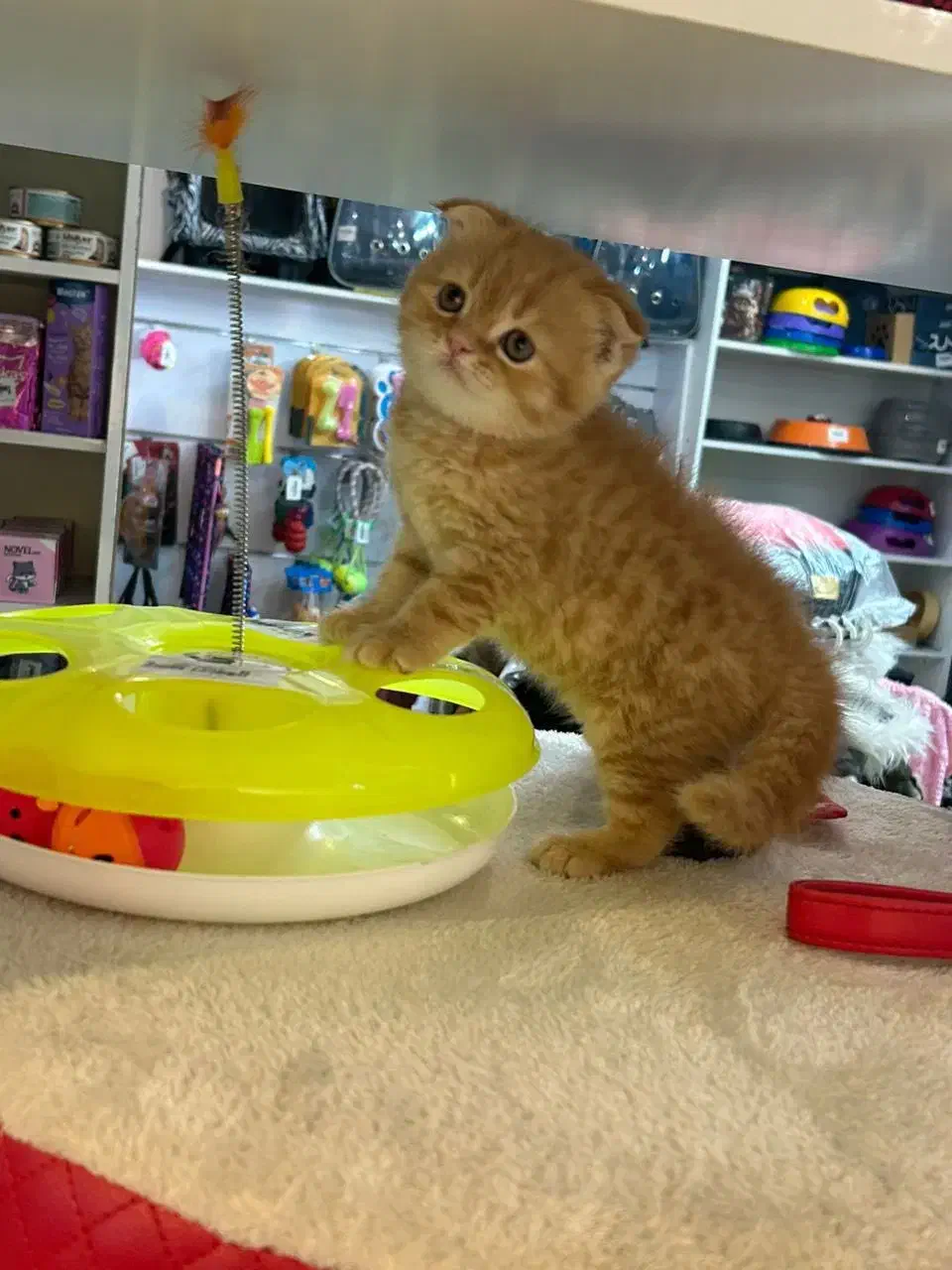 اسکاتیش فولد گلد|گربه|رشت, چله خانه|دیوار