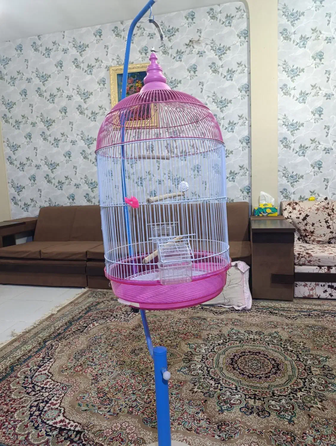 قفس پرنده|لوازم جانبی حیوانات|قزوین, |دیوار