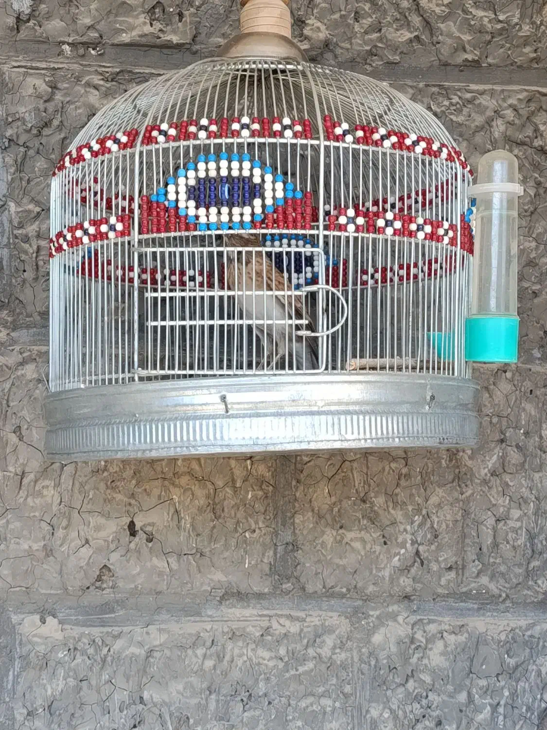 پرنده کبوتر|پرنده|کوهدشت, |دیوار