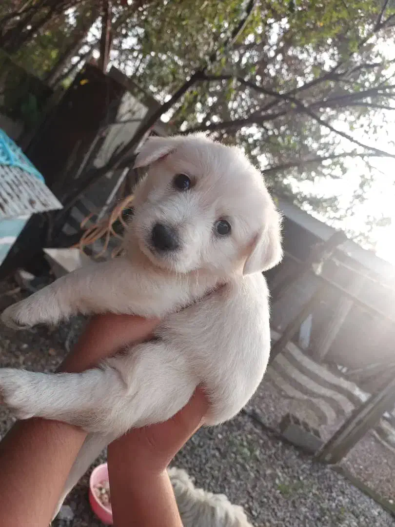 شیتزو تریر|سگ|سنگر, |دیوار