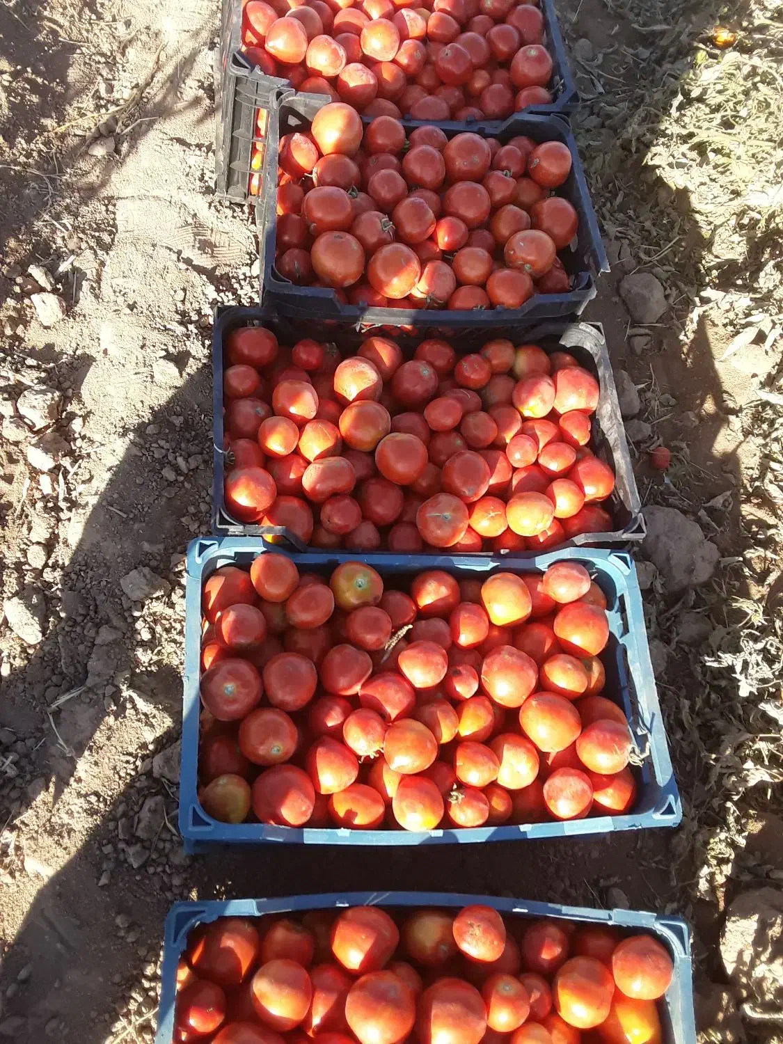 گوجه فرنگی|خوردنی و آشامیدنی|افشار, |دیوار