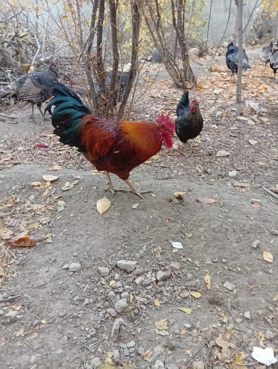 خروس محلی ، مرغ ، اردک|حیوانات مزرعه|چناران, |دیوار