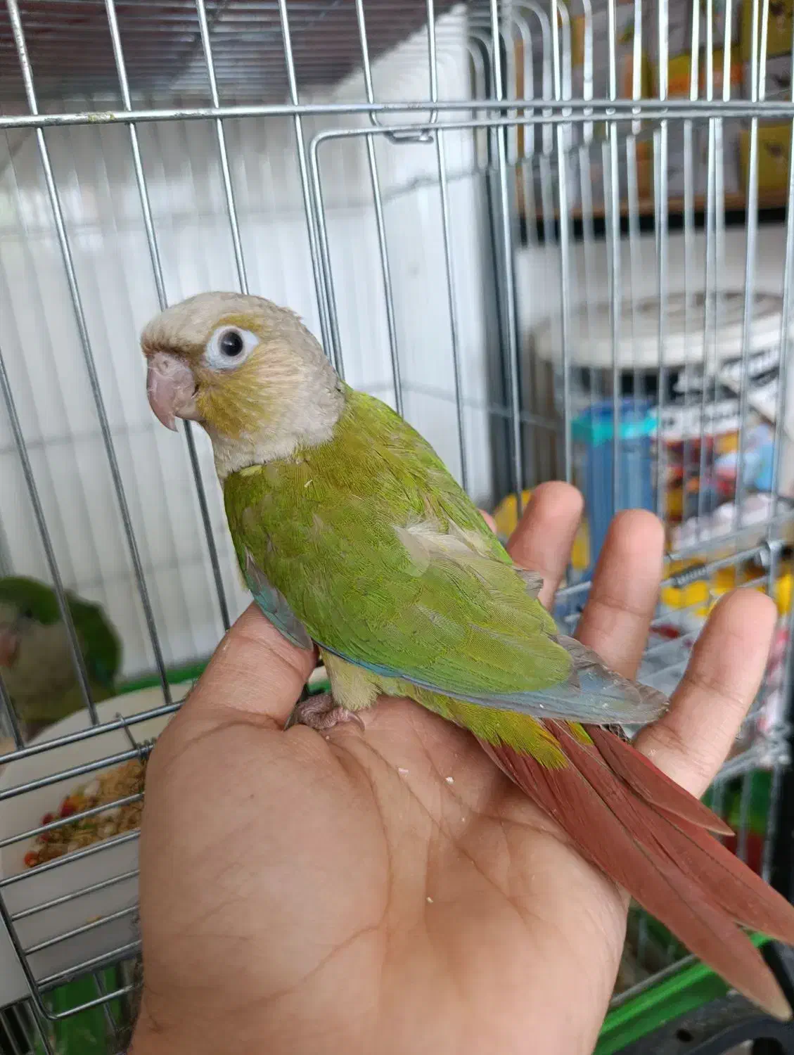 گرینچیک فوق رام و سخنگو و گرینچیک سرلاکی|پرنده|خورموج, |دیوار