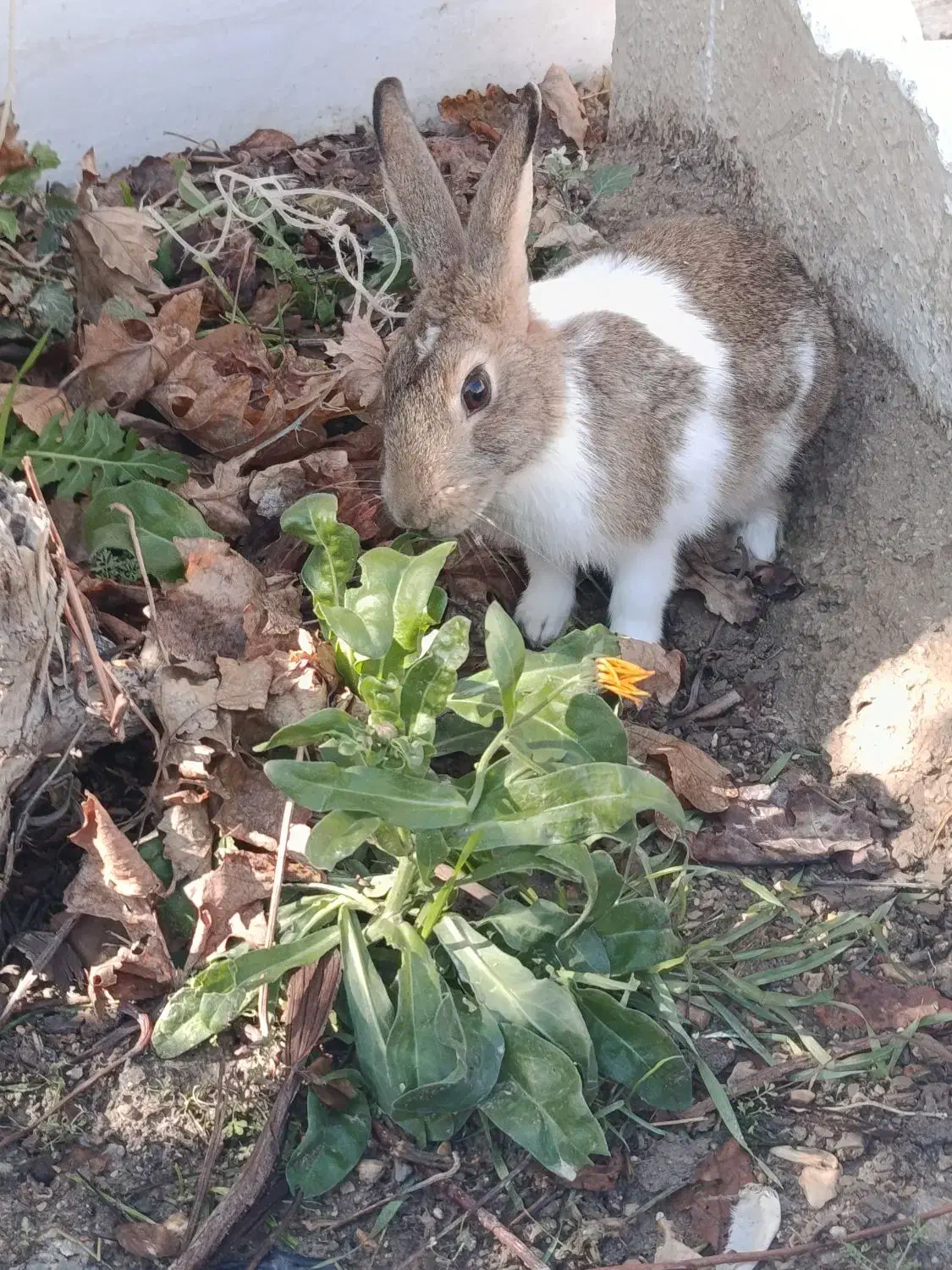 خر گوش|موش و خرگوش|مرودشت, رودبال|دیوار