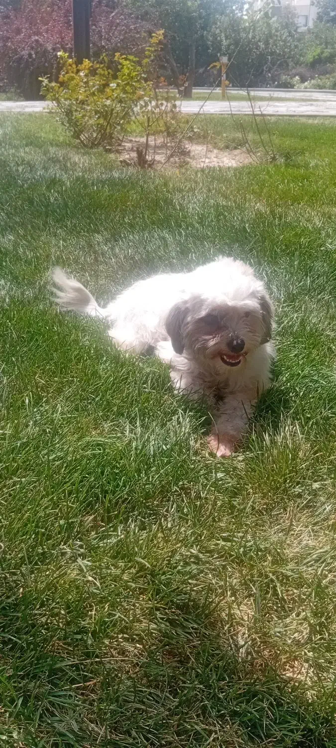 سگ شیتزو تریر|سگ|مشهد, وکیل‌آباد|دیوار