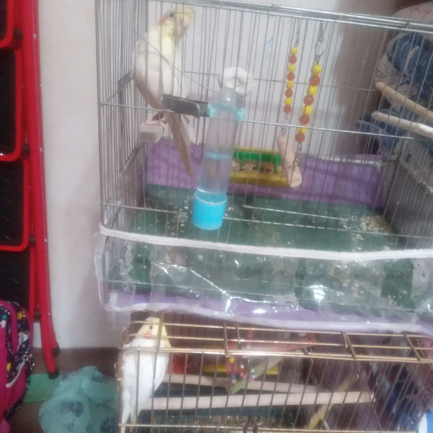 عروس|پرنده|اردبیل, |دیوار