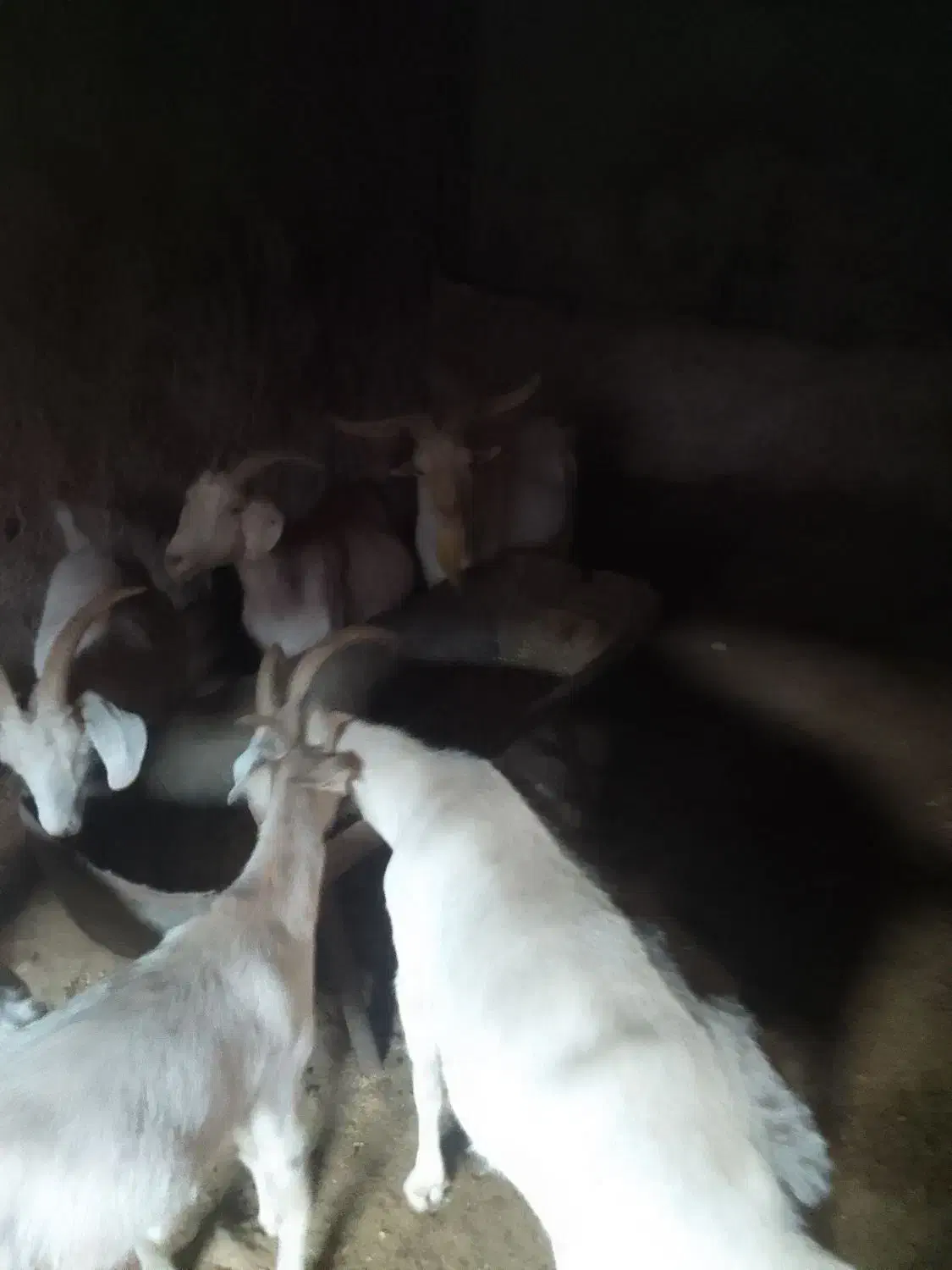 بزسانن چند قلوزاه به شرط|حیوانات مزرعه|لاران, |دیوار