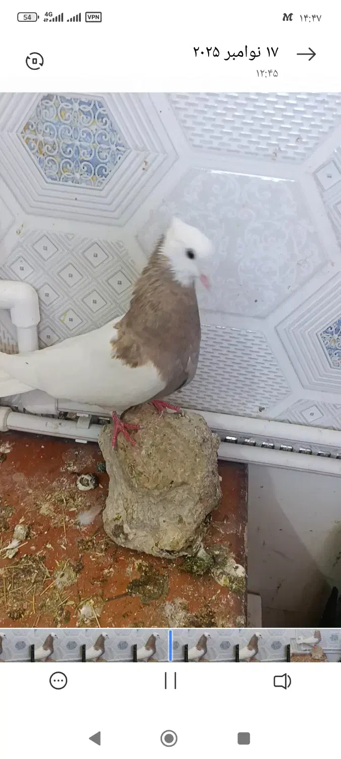 فروش دو عدد طوقی|پرنده|دره شهر, |دیوار