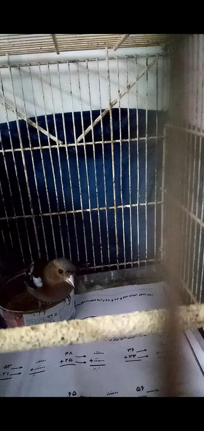 سهره نر|پرنده|ماهدشت, |دیوار