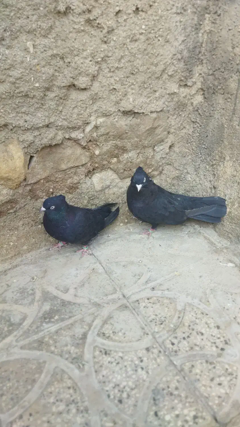 یک جفت سیاه خوب|پرنده|مرودشت, رودبال|دیوار