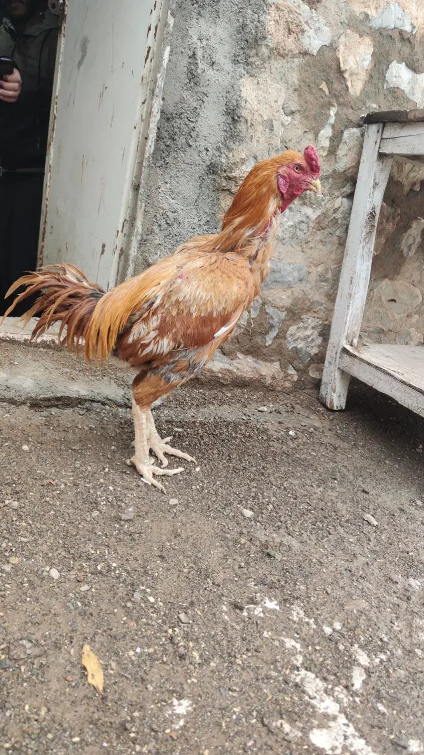 مرغ و خروس لاری|حیوانات مزرعه|پاوه, |دیوار