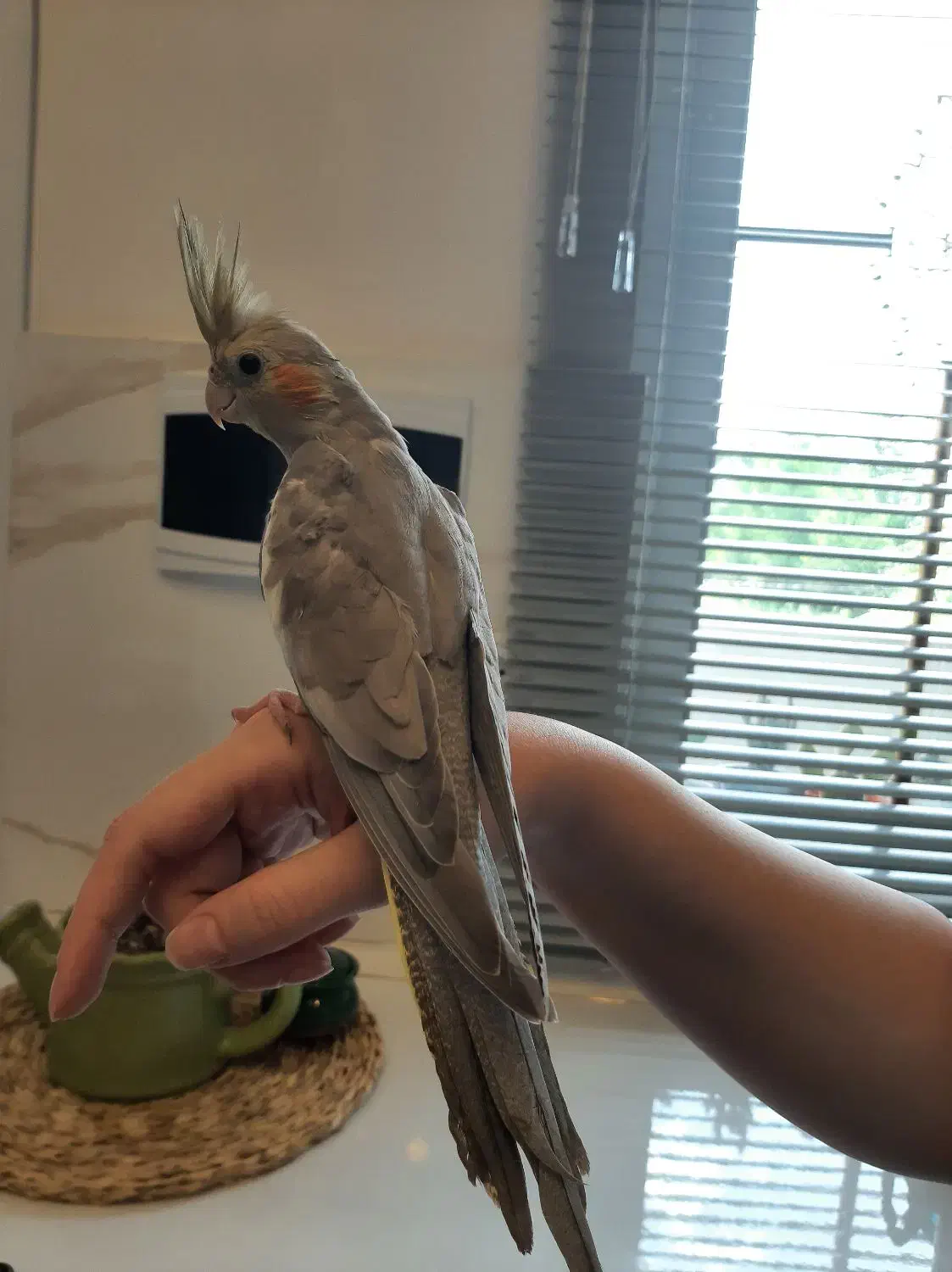 طوطی عروس آهویی|پرنده|رشت, سلیمانداراب|دیوار