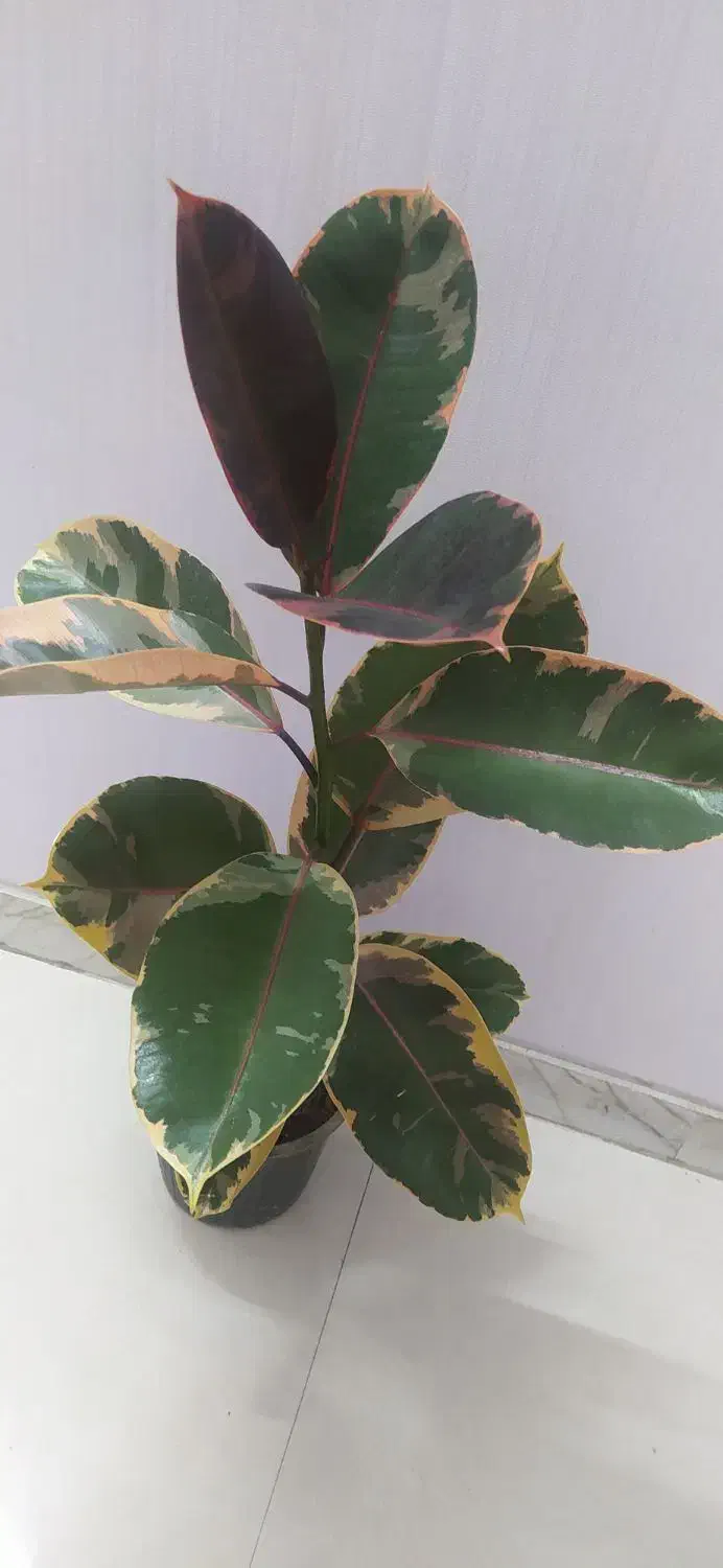 گل‌های اپارتمانی قیمت مناسب|گل و گیاه طبیعی|اصفهان, سرچشمه|دیوار