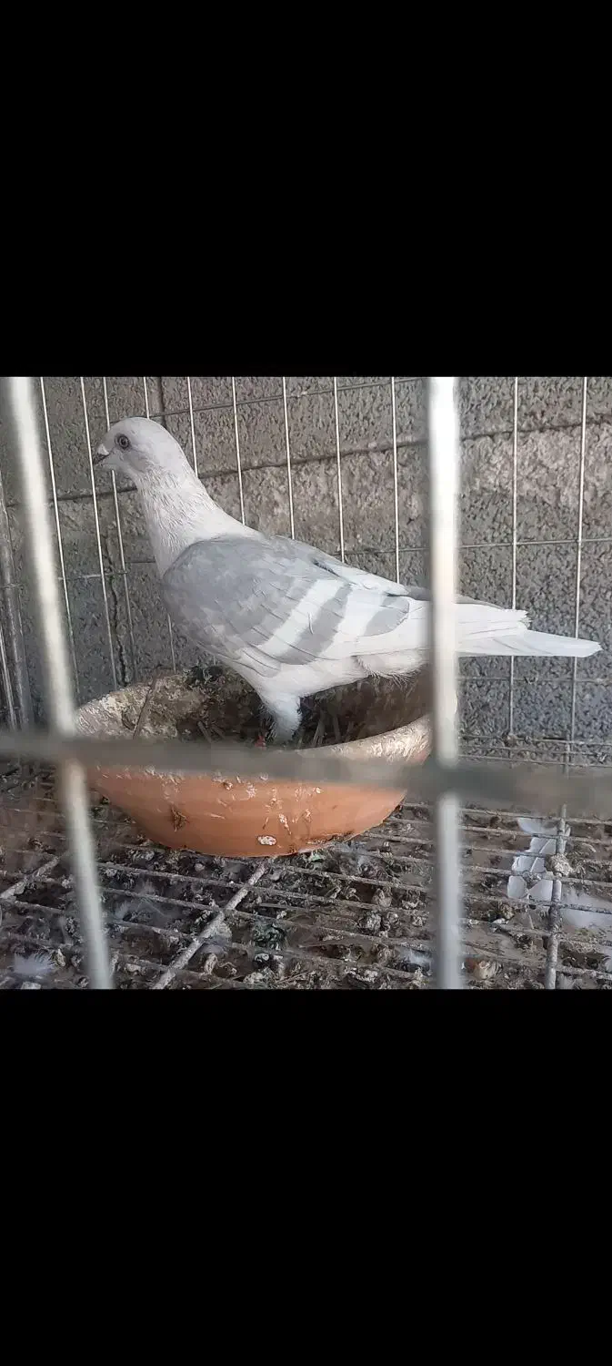 خط سفید دورنگ|پرنده|وحدتیه, |دیوار