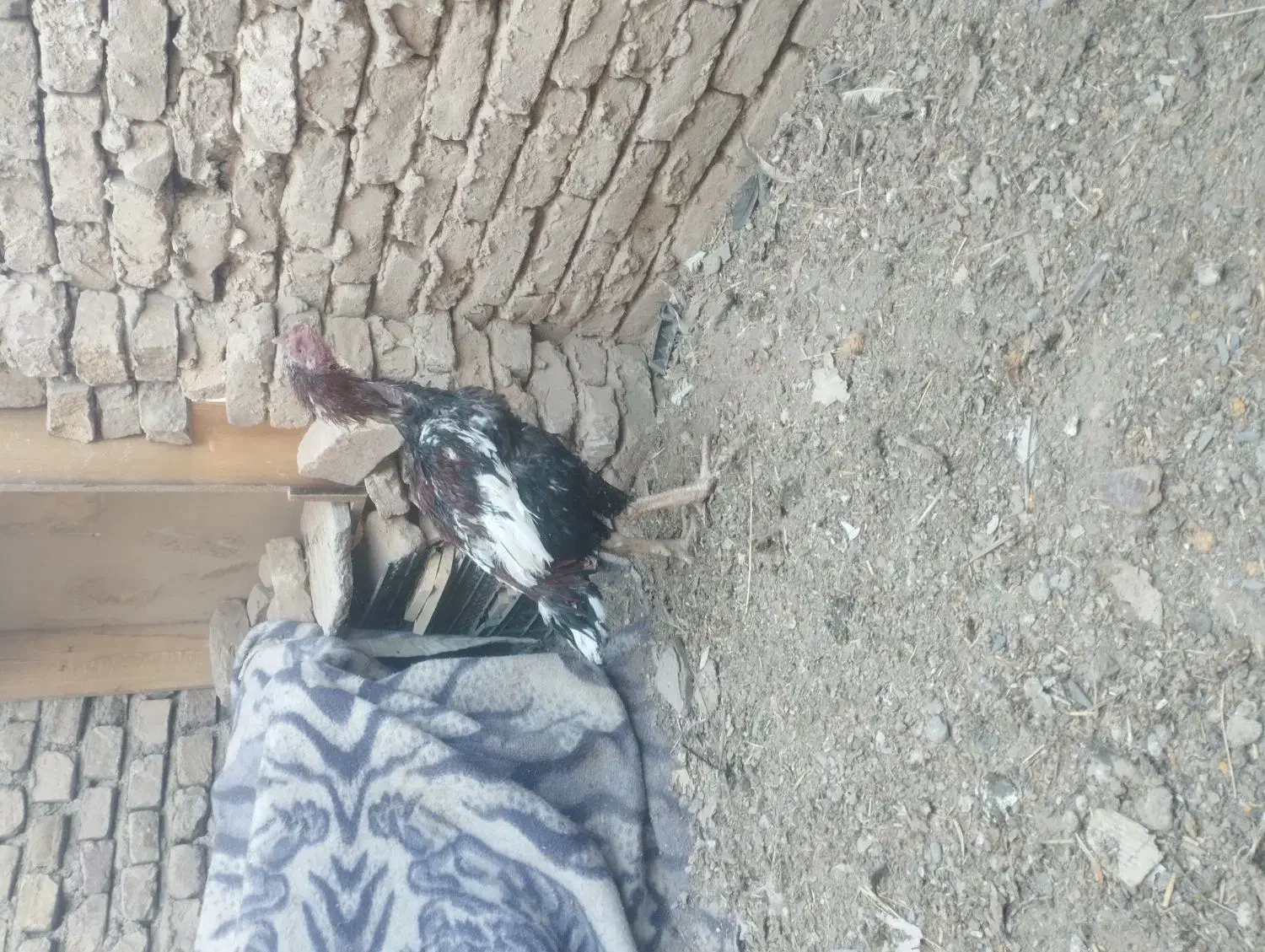 جوجه خروس لاری دنگ بالا|حیوانات مزرعه|نیشابور, شهید جعفری|دیوار