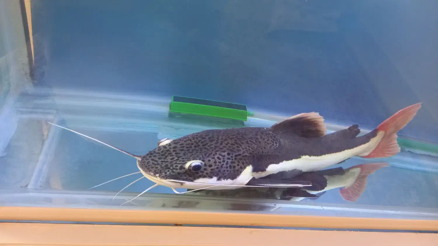 ماهی آکواریوم رِد تِیل|ماهی|صومعهسرا, |دیوار