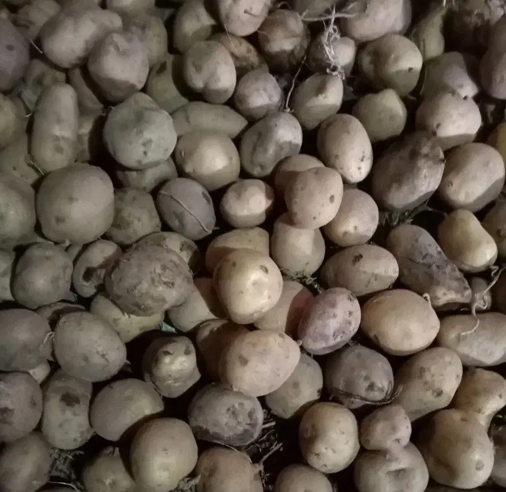 سیب زمینی نارن از تخم‌مرغ کوچکتر|خوردنی و آشامیدنی|ماکو, |دیوار