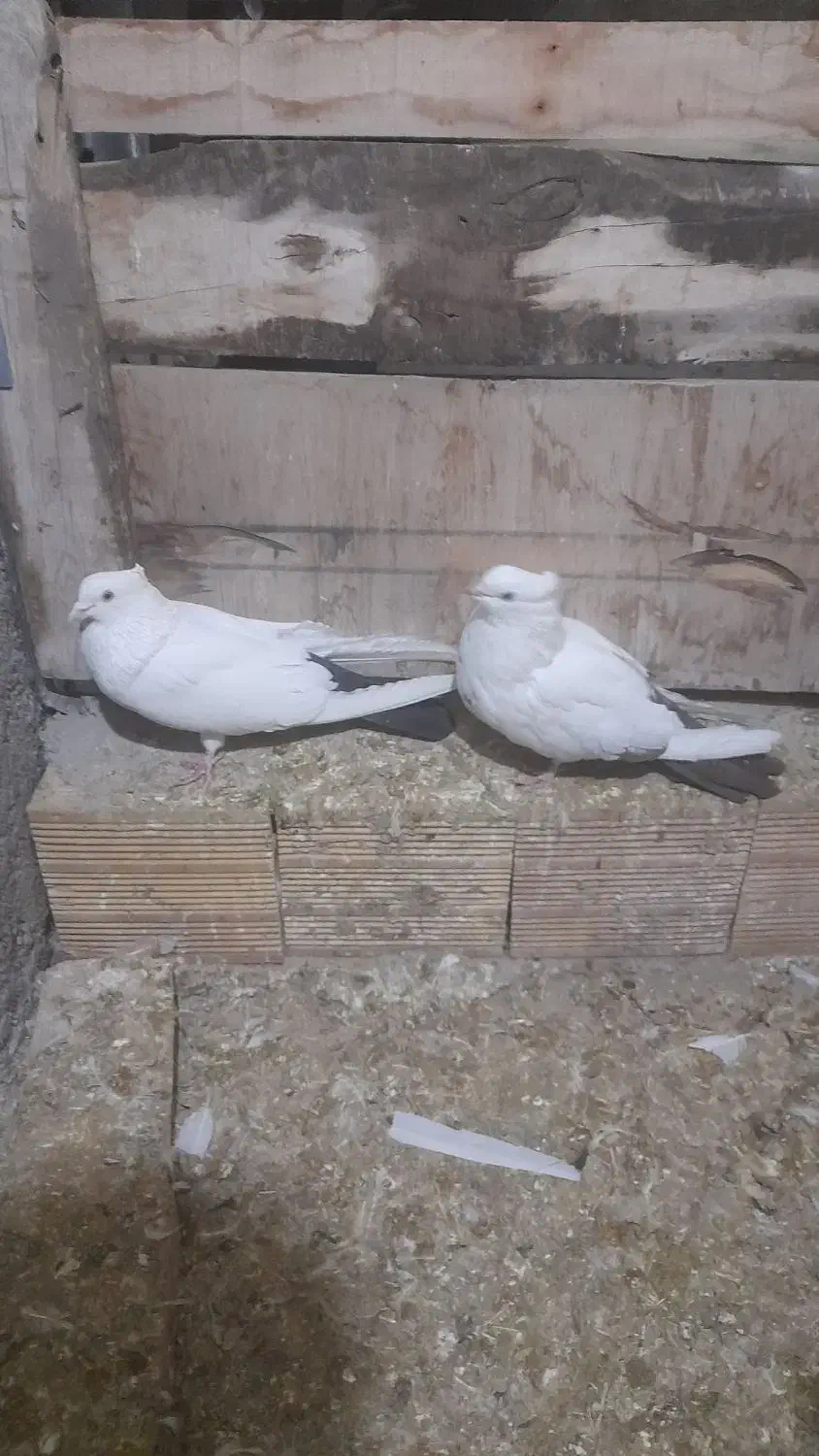 کبوتر کله رنگی و دم رنگی|پرنده|جلفا, |دیوار