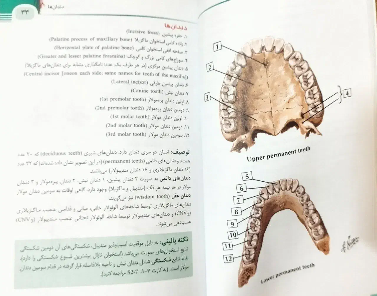 آناتومی نتر|کتاب و مجله آموزشی|تهران, اوین|دیوار
