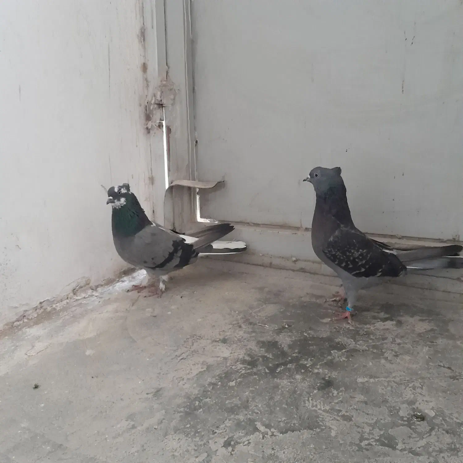 کبوتر|حیوانات|قم, انصارالحسین|دیوار