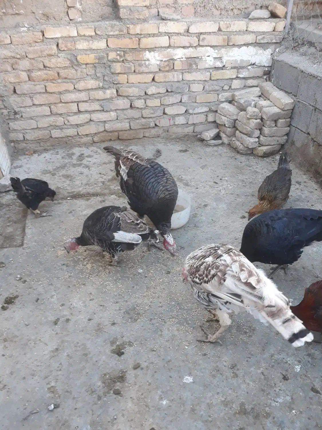 بوقلمون خانگی|حیوانات مزرعه|سنقر, |دیوار