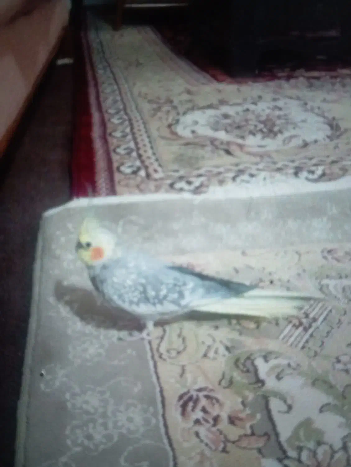 عروس هلندی|پرنده|چهاردولی, |دیوار